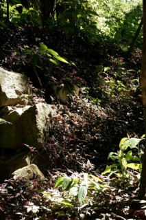 Forest, Nature, Ilha Grande, Rio de Janeiro, Brazil