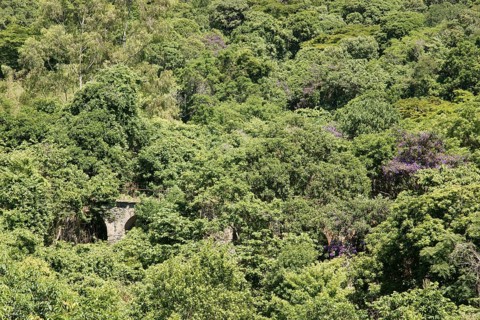 Forest, Nature, Ilha Grande, Rio de Janeiro, Brazil