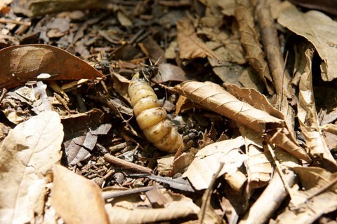 Caterpillar, Leaves, Ilha Grande, Rio de Janeiro, Brazil