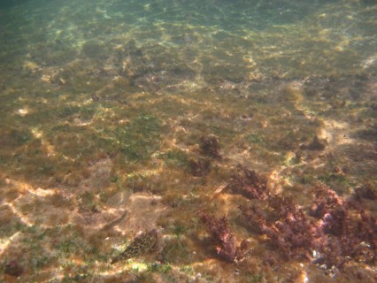 Underwater pictures, Ilha Grande, Rio de Janeiro, Brazil