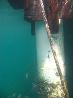 Underwater pictures, Shipwreck, Ilha Grande, Rio de Janeiro, Brazil