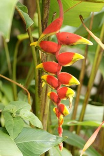 Flower, Heliconia rostrata, North Coast, Camburi, São Paulo, Brazil