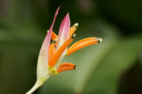 Flower, Heliconia rostrata, North Coast, Camburi, São Paulo, Brazil