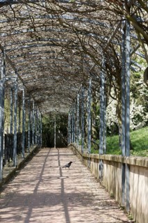 Park, Crow, Parc des Glacières, Bolougne-Billancourt, Hauts-de-Seine (92), Ile de France, France