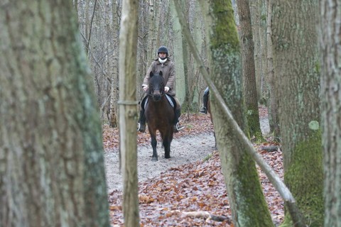 Park, Pony, Boissy sous Saint Yon, Essonne (91), France