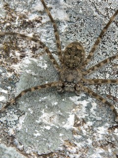 Spider, Nature, Serra do Mar State park, Núcleo Santa Virgínia, São Paulo, Brazil