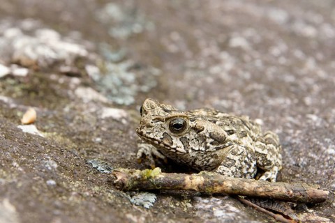 Toad, Nature, Serra do Mar State park, Núcleo Santa Virgínia, São Paulo, Brazil