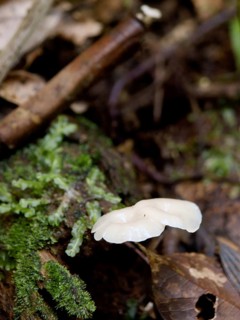 Mushrooms, Serra do Mar State park, Núcleo Santa Virgínia, São Paulo, Brazil
