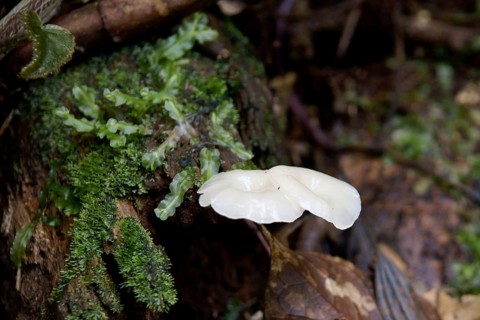 Mushrooms, Serra do Mar State park, Núcleo Santa Virgínia, São Paulo, Brazil