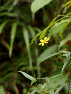 Forest, Flower, Serra do Mar State park, Núcleo Santa Virgínia, São Paulo, Brazil