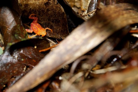 Toad, Brachicéfalos, Serra do Mar State park, Núcleo Santa Virgínia, São Paulo, Brazil