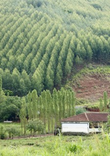 Plantation of Eucalyptuses, Next São Luís do Paraitinga, São Paulo, Brazil