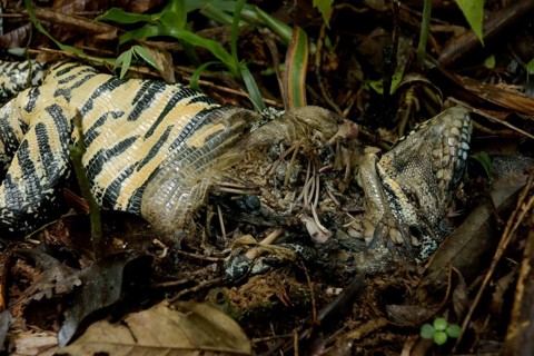 Lizard Died, Nature, Serra do Mar State park, Núcleo Santa Virgínia, São Paulo, Brazil