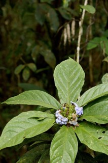 Plant, Flower, Serra do Mar State park, Núcleo Santa Virgínia, São Paulo, Brazil