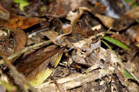 Animal, Toad-ox, Serra do Mar State park, Núcleo Santa Virgínia, São Paulo, Brazil
