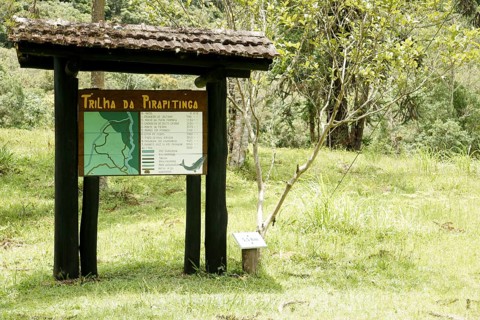 Forest, Pirapitinga Trail, Serra do Mar State park, Núcleo Santa Virgínia, São Paulo, Brazil