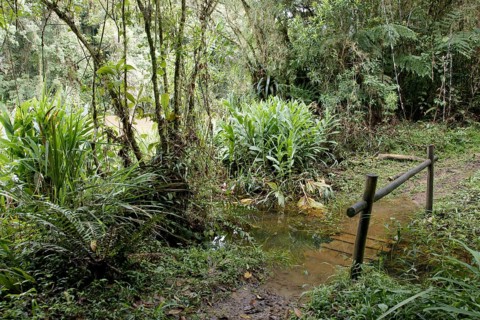 Forest, Nature, Serra do Mar State park, Núcleo Santa Virgínia, São Paulo, Brazil