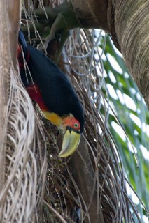 Ave, Toucan, São Paulo, Brazil