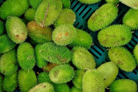 Top view of Momordica dioica, commonly known as spiny gourd or spine gourd