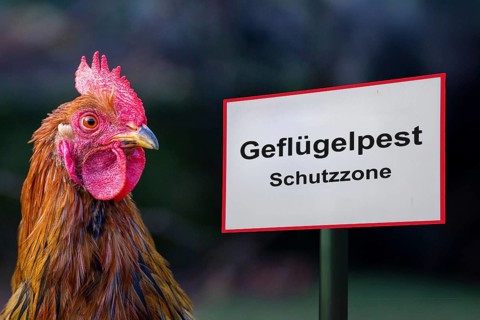 (photo montage) Sign with the inscription AVIAN INFLUENZA PROTECTION ZONE next to a rooster