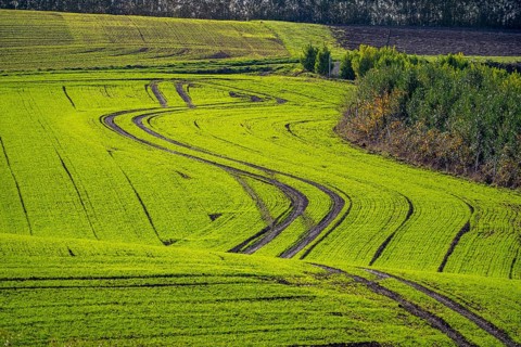 Traces of tractors in a freshly tilled field, first growth of winter grain, near Ratingen, North