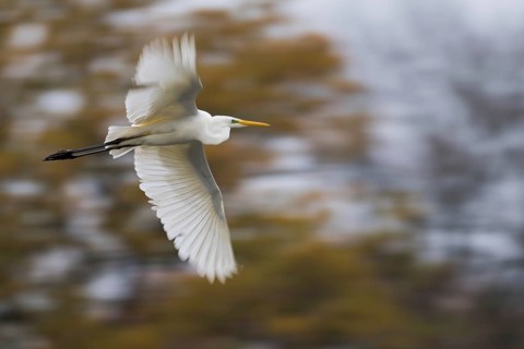 A great egret (Ardea alba) flies with spread wings against an autumnal, blurred background, Hesse,