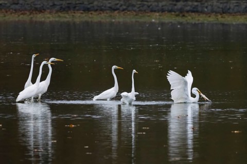 Several great egrets (Ardea alba) stand in the calm water of a lake in autumn surroundings, a great