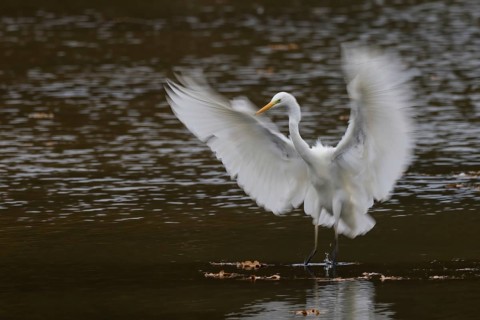 A great egret (Ardea alba) landing on water with wide-stretched wings in a flowing movement, Hesse,