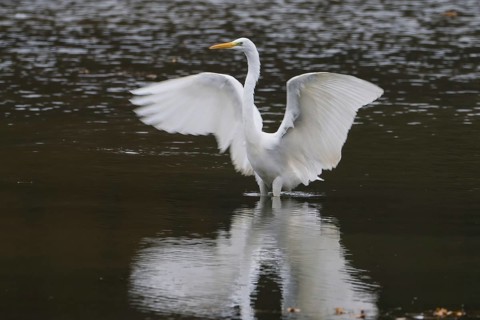 A great egret (Ardea alba) in water spreads its wings and is reflected in the water, Hesse, Germany