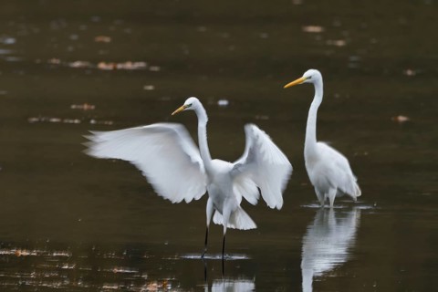 Two great egrets (Ardea alba) standing in water, one spreading its wings, Hesse, Germany