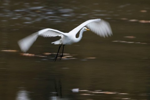 A great egret (Ardea alba) flies over the water, wings extended wide, motion blur, Hesse, Germany