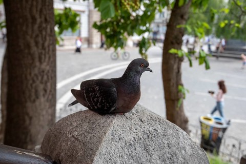 Dove sitting on a stone railing above Prešeren Square, Ljubljana, Slovenia