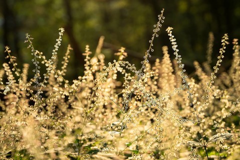 Large witchweed (Circaea lutetiana), faded inflorescences with fruit, backlight at the golden hour