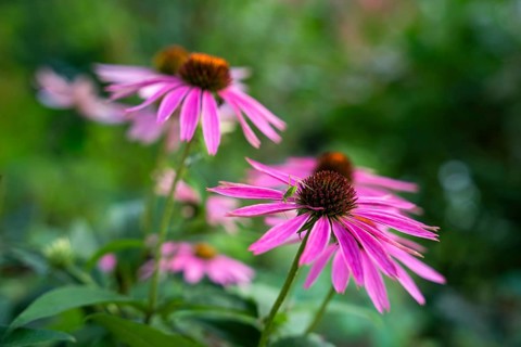 Pink flowers of a coneflower (Echinachea purpurea) in a garden. On the right flower a small green