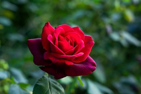 Red flower of a rose, Countess Diana variety, in a garden