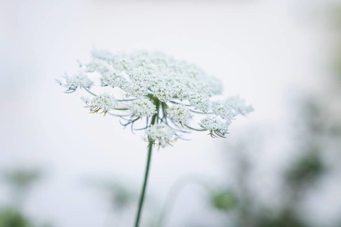 White flower of a wild carrot (Daucus carota) against a light background