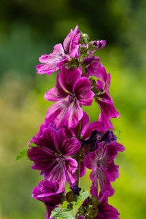 Flower of a wild mallow (Malva sylvestris) in purple, blurred background