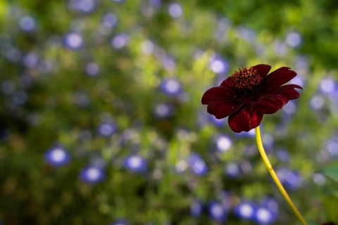 Dark red flower of a chocolate cosmetic (Cosmos atrosanguineus), also chocolate flower, in the