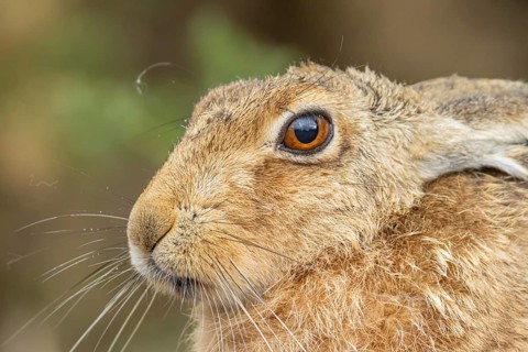 European brown hare (Lepus europaeus) adult animal head portrait, England, United Kingdom