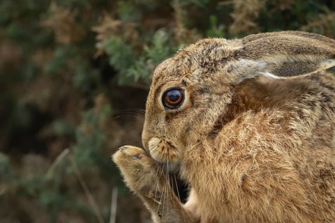 European brown hare (Lepus europaeus) adult animal washing its foot, England, United Kingdom