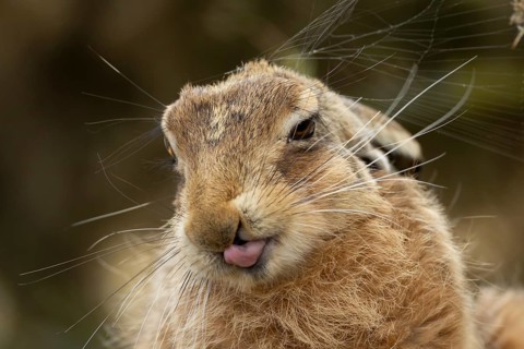 European brown hare (Lepus europaeus) adult animal showing humour or funny behaviour sticking its