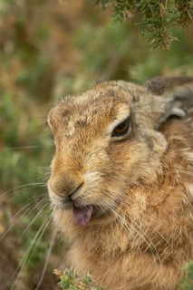 European brown hare (Lepus europaeus) adult animal showing humour or funny behaviour sticking its