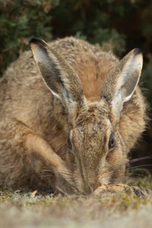 European brown hare (Lepus europaeus) adult animal washing its foot, England, United Kingdom