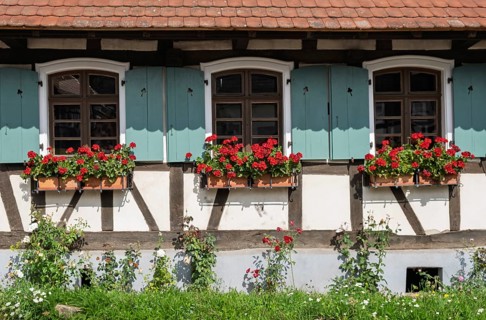 Half-timbered house with green-white painted shutters and red geraniums in flower boxes, Hohwiller,