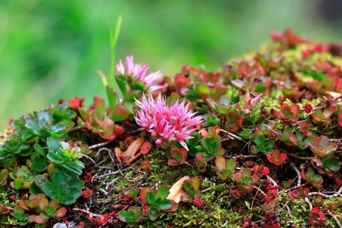 Caucasus stonecrop (Sedum spurium, Phedimus spurius), autumn, Germany