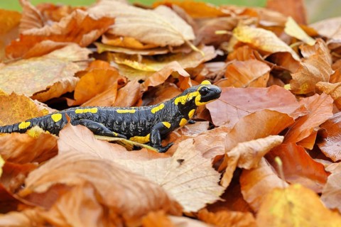 Fire salamander (Salamandra salamandra), in a beech forest on autumn leaves, autumn, Wilnsdorf,