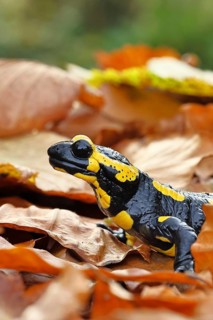 Fire salamander (Salamandra salamandra), in a beech forest on autumn leaves, autumn, animal
