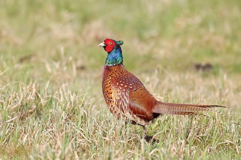 Pheasant, hunting pheasant (Phasianus colchicus), adult male bird in a meadow, wildlife, lembruch,
