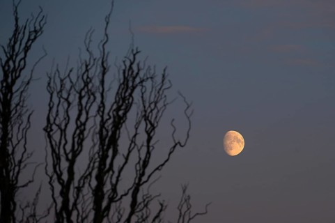 Reddish moon early evening, Darß, Mecklenburg-Western Pomerania, Germany