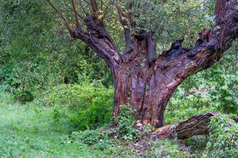 Old willow tree (Salix) split by lightning, Darß, Mecklenburg-Western Pomerania, Germany
